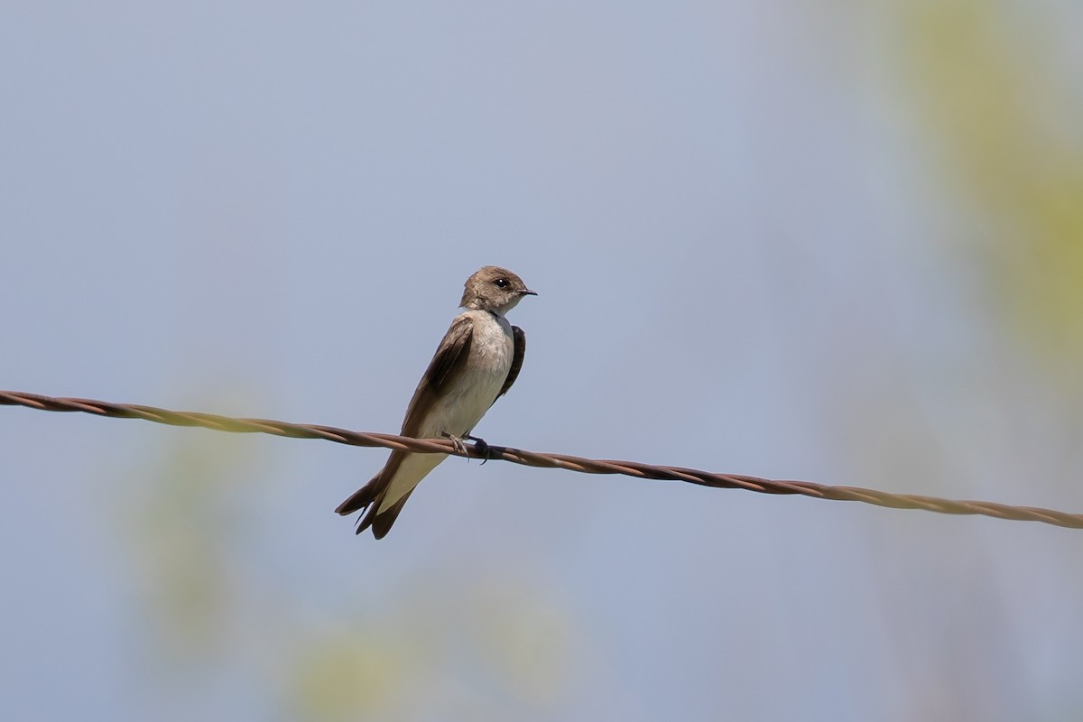 Northern Rough-winged Swallow - Robert Raker