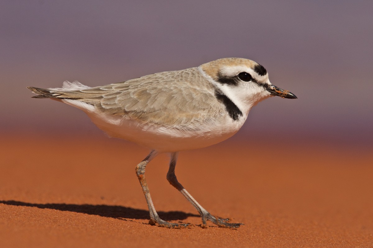 Snowy Plover - Mike Schijf