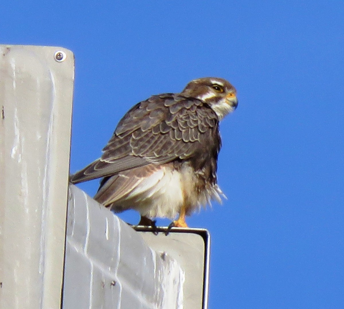 Prairie Falcon - Sandra Blair