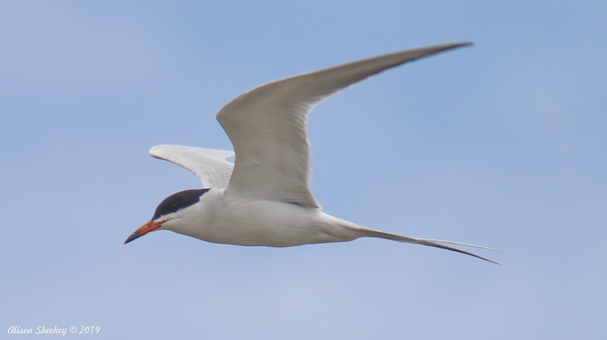 Forster's Tern - Alison Sheehey