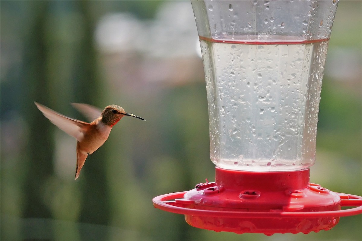 Allen's Hummingbird - ML159237901
