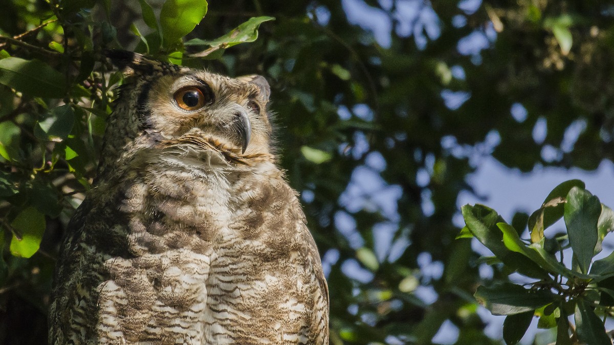 Great Horned Owl - Ignacio Zapata