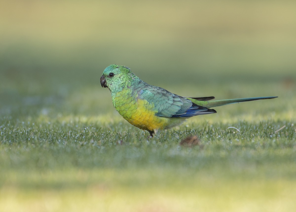 Red-rumped Parrot - ML159240271