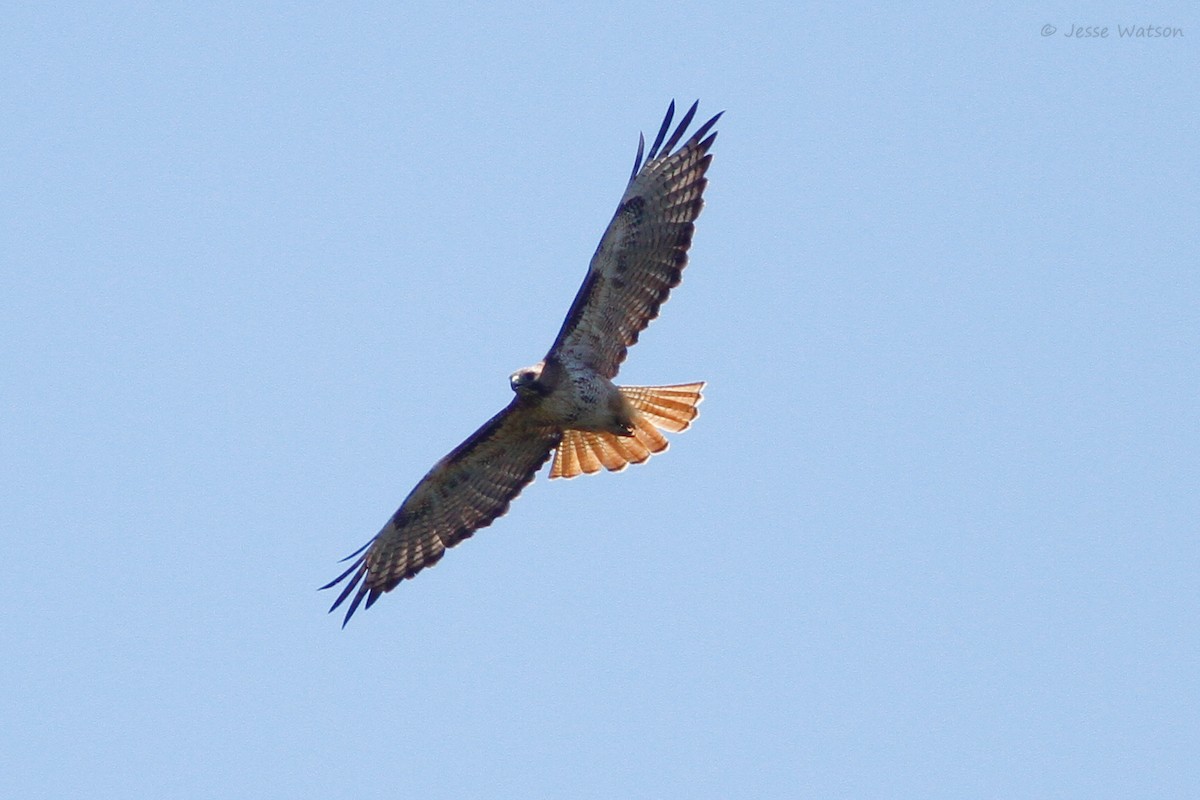 Red-tailed Hawk - ML159240541