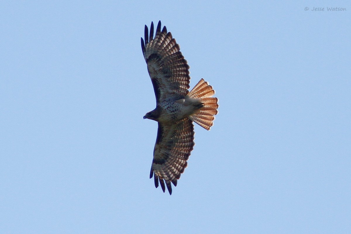 Red-tailed Hawk - ML159240551