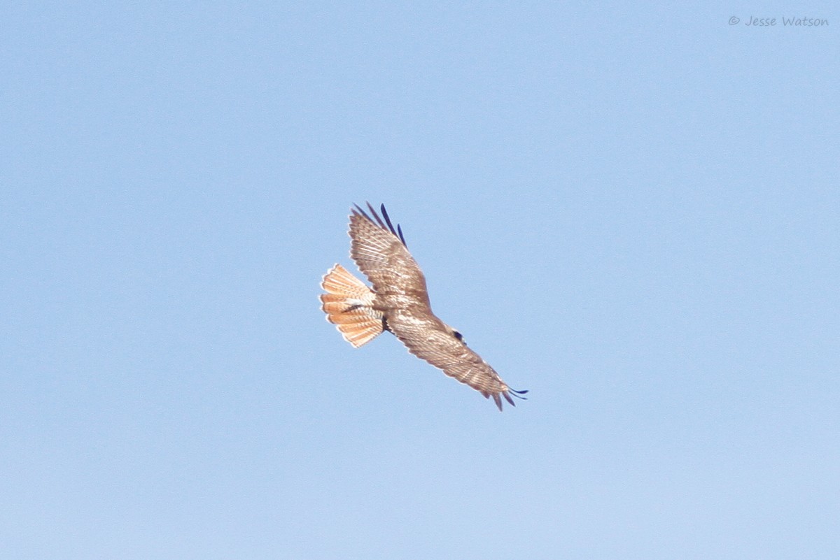 Red-tailed Hawk - ML159240561