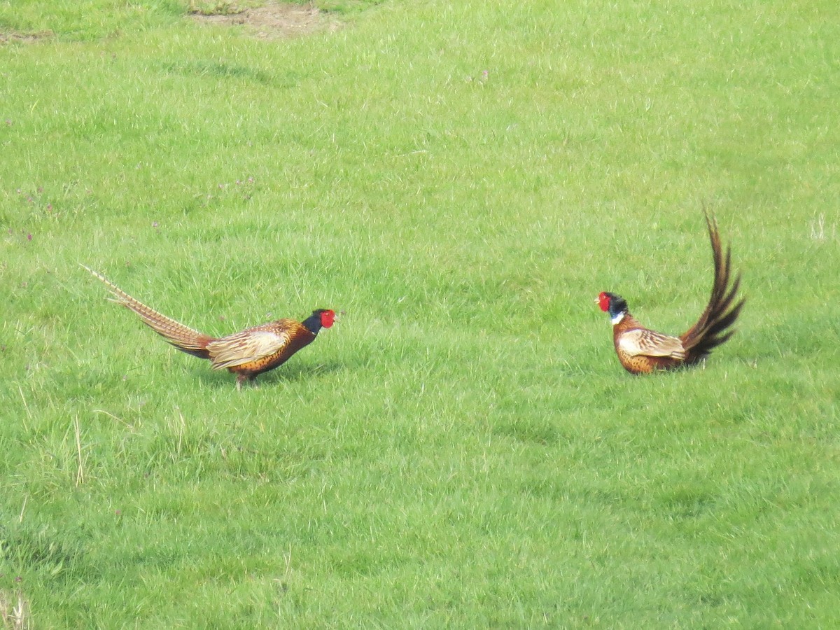 Ring-necked Pheasant - Naresh Satyan