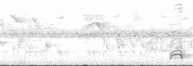 White-necked Thrush - ML159241761