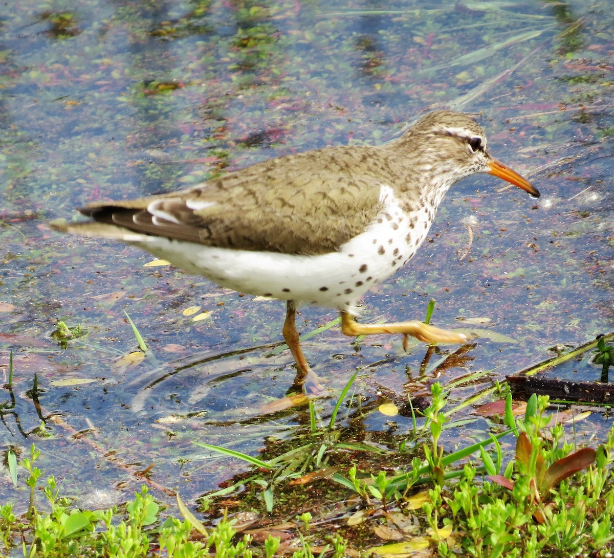 Spotted Sandpiper - Ann Marie Wood