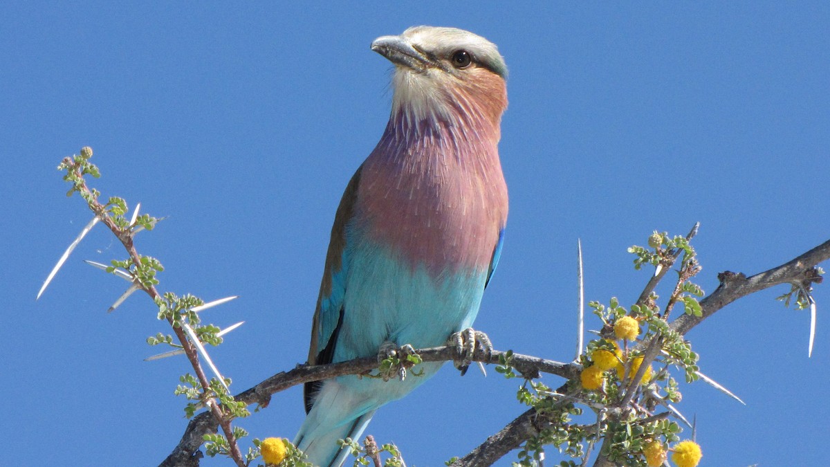 Lilac-breasted Roller - Peter & Shelly Watts
