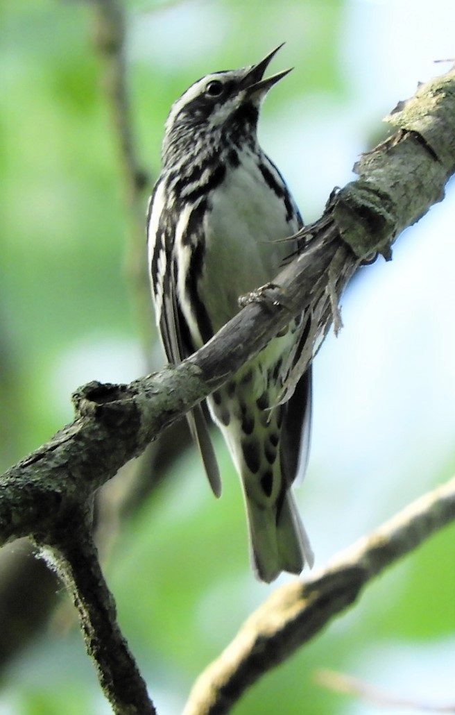 Black-and-white Warbler - ML159249541