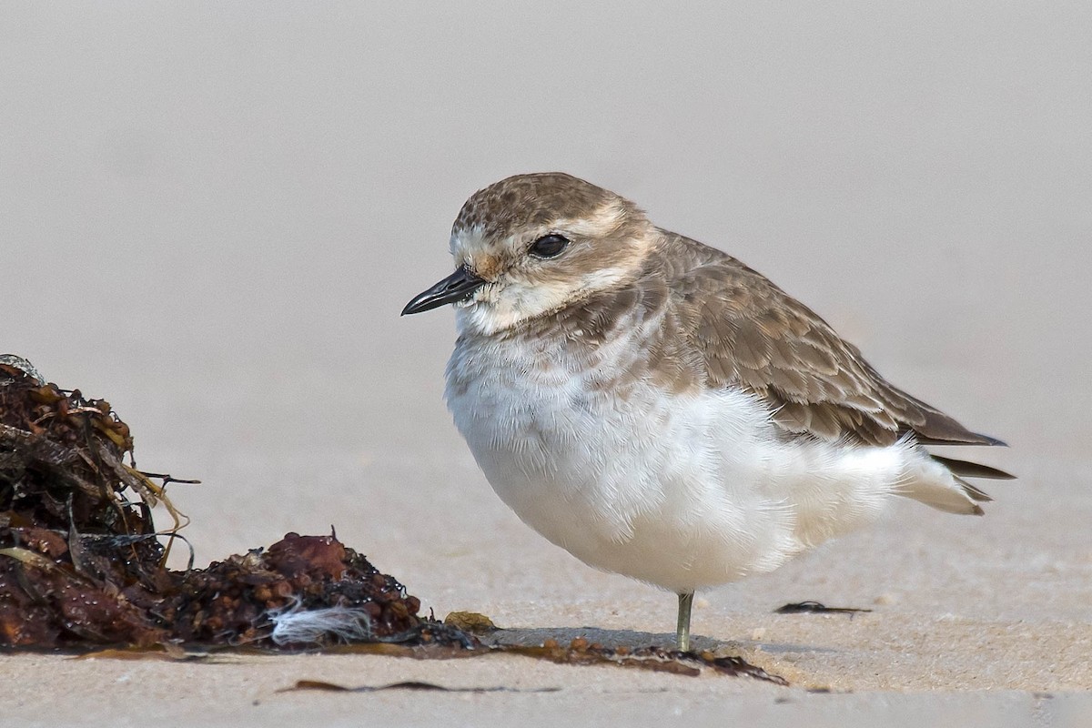 Double-banded Plover - ML159249661