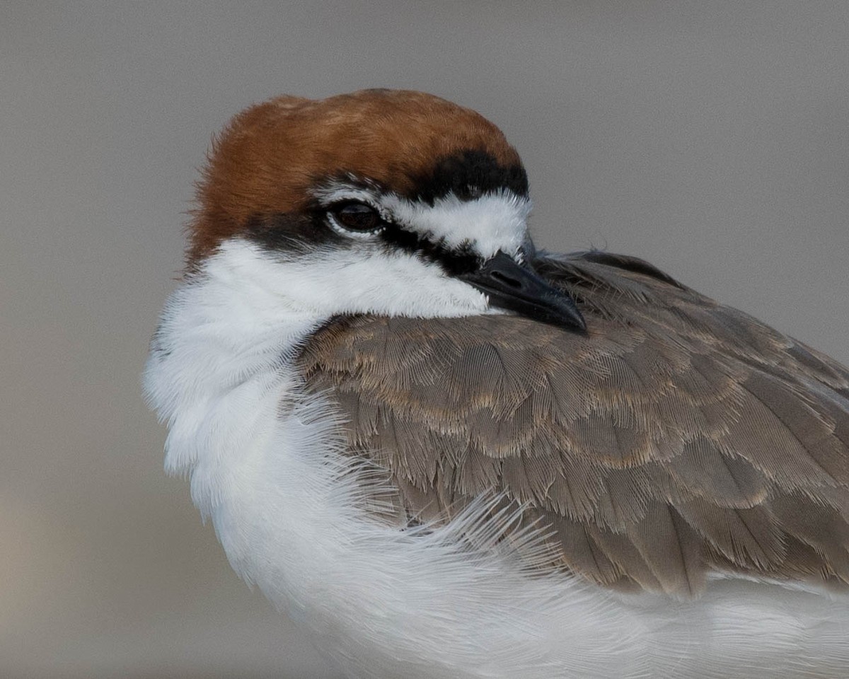 Red-capped Plover - ML159249731