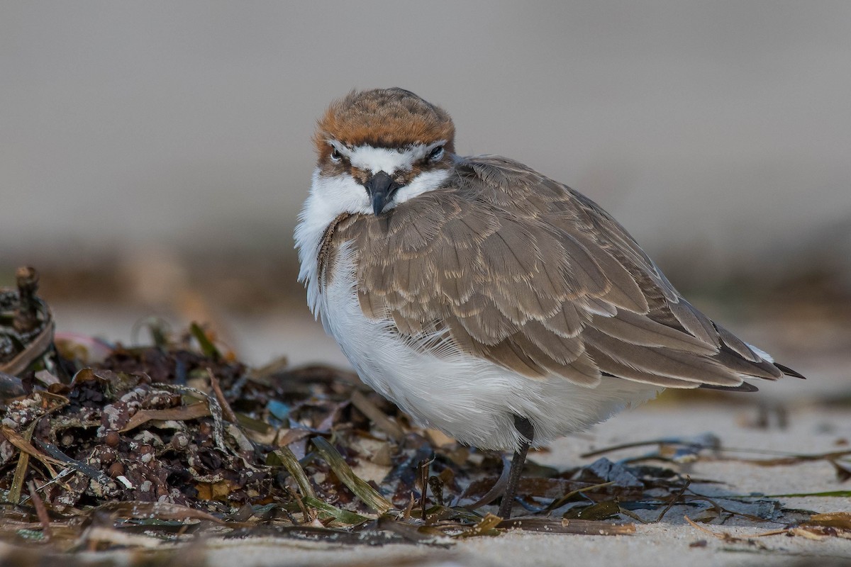Red-capped Plover - ML159249791