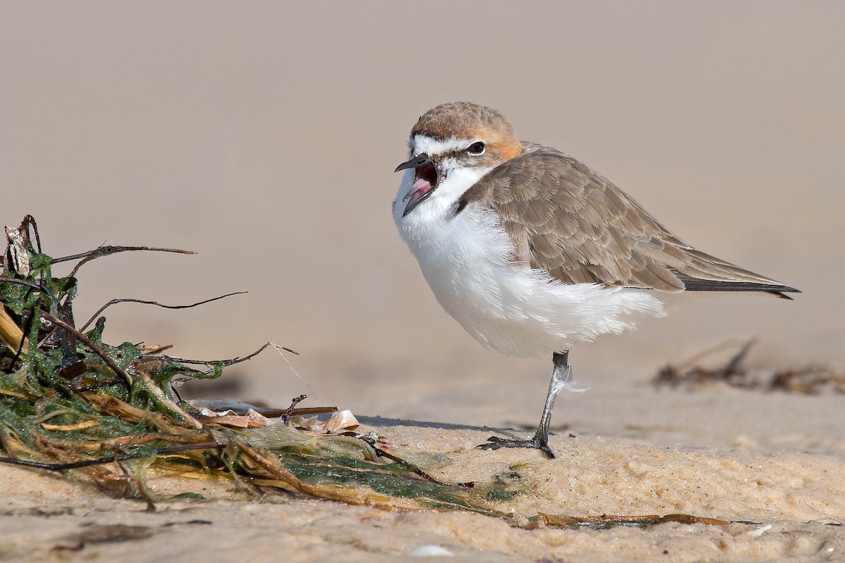 Red-capped Plover - ML159249811