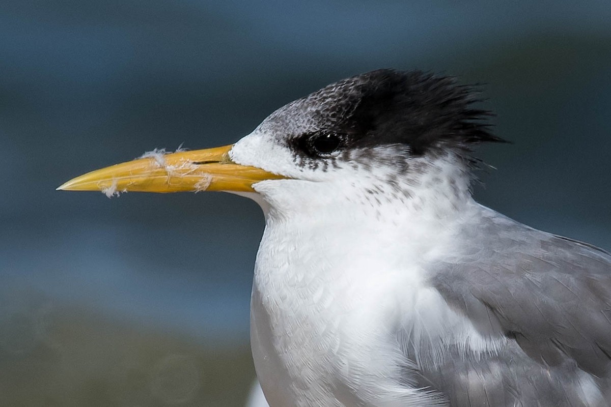 Great Crested Tern - ML159250111