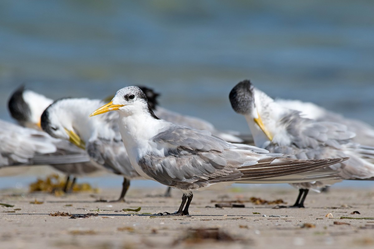Great Crested Tern - ML159250161