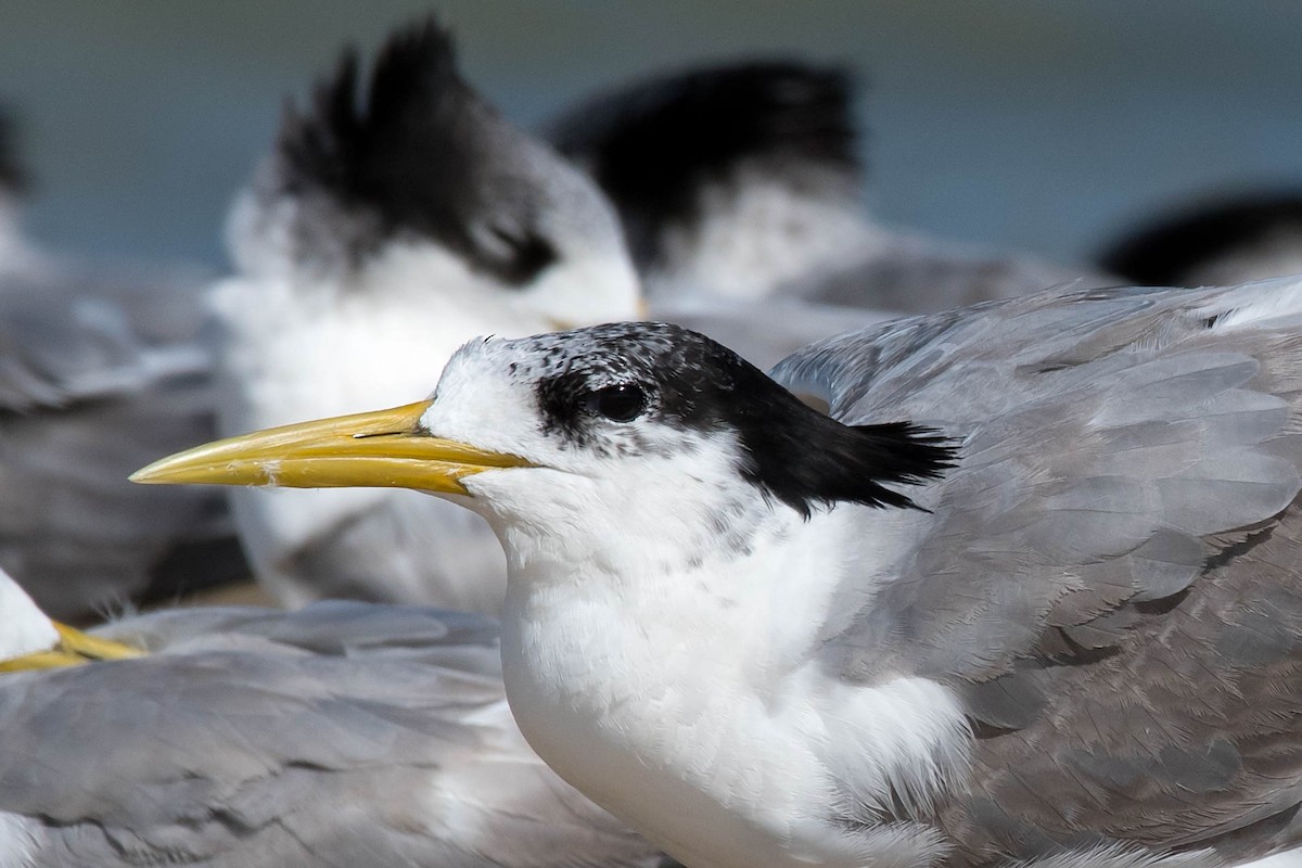 Great Crested Tern - ML159250211