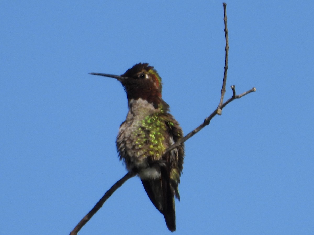Anna's Hummingbird - ML159250541