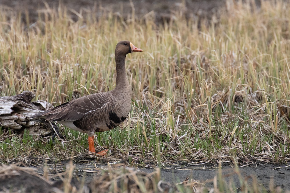 Greater White-fronted Goose - Sulli Gibson