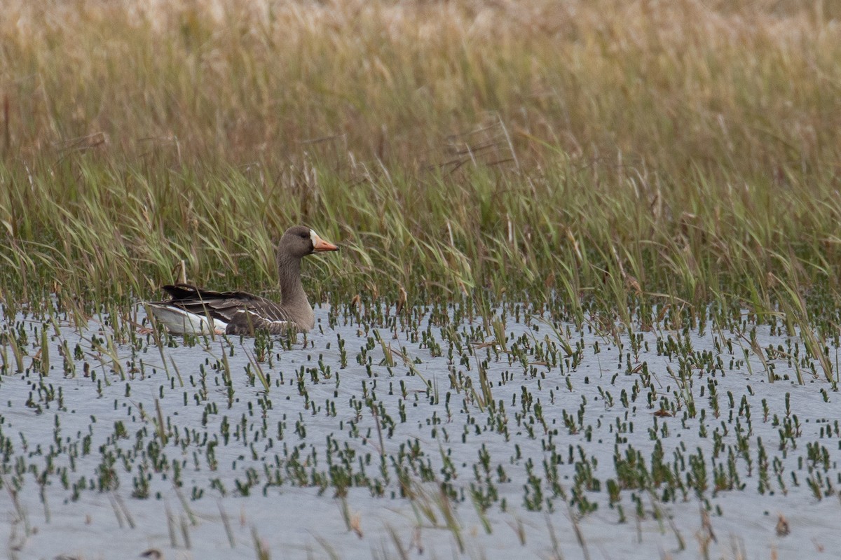 Greater White-fronted Goose - ML159251231