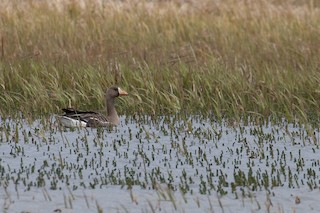Greater White-fronted Goose, ML159251231