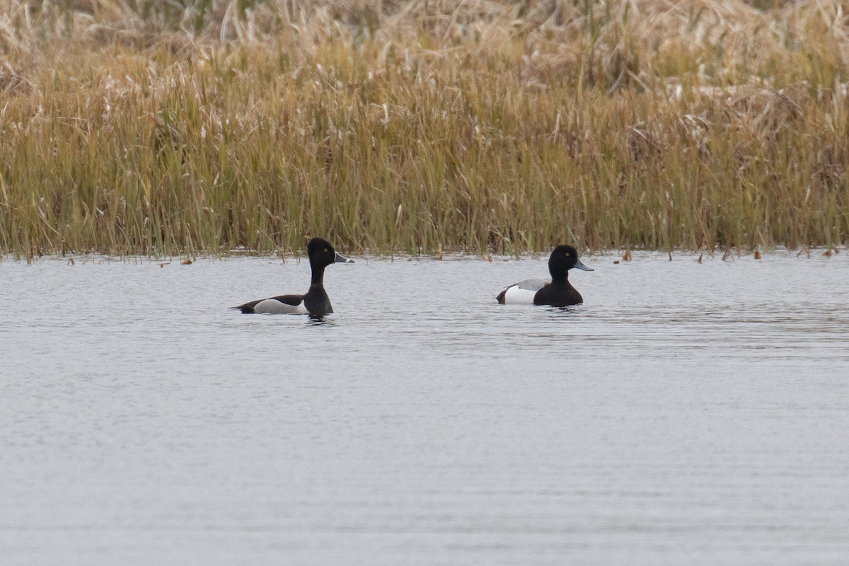 Ring-necked Duck - Sulli Gibson
