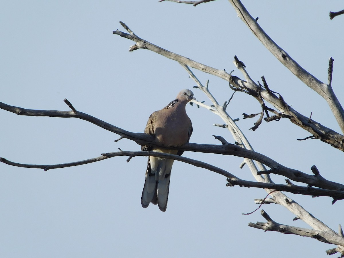 Spotted Dove - ML159252861