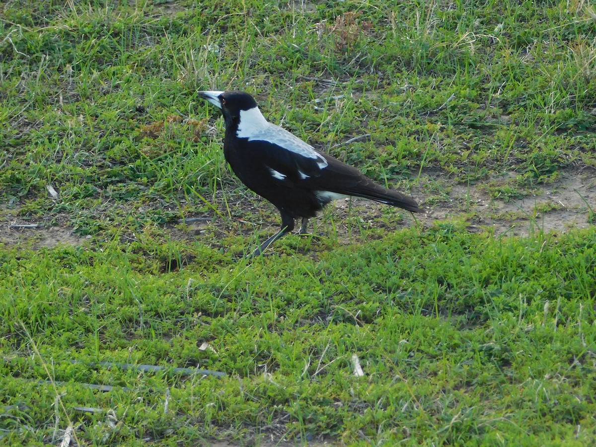 Australian Magpie (White-backed) - ML159252921