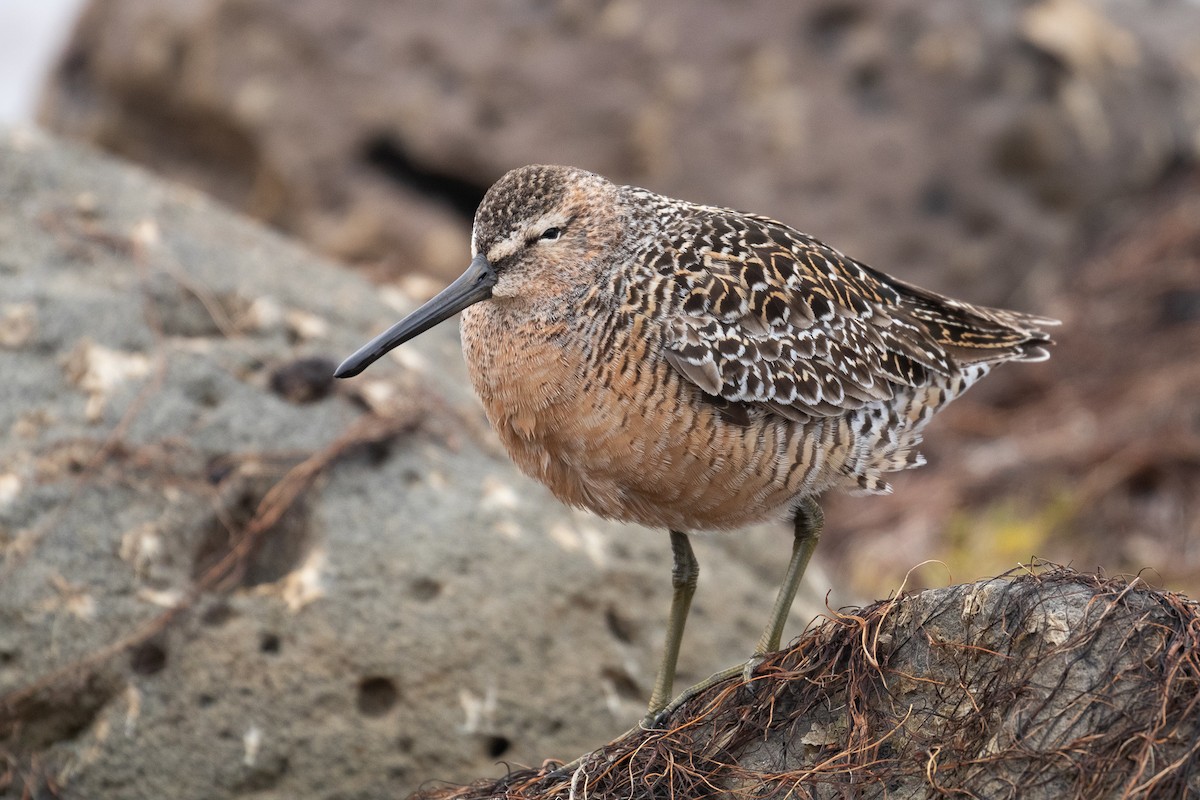 Long-billed Dowitcher - Sulli Gibson