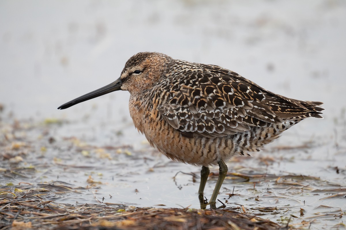Long-billed Dowitcher - ML159253451