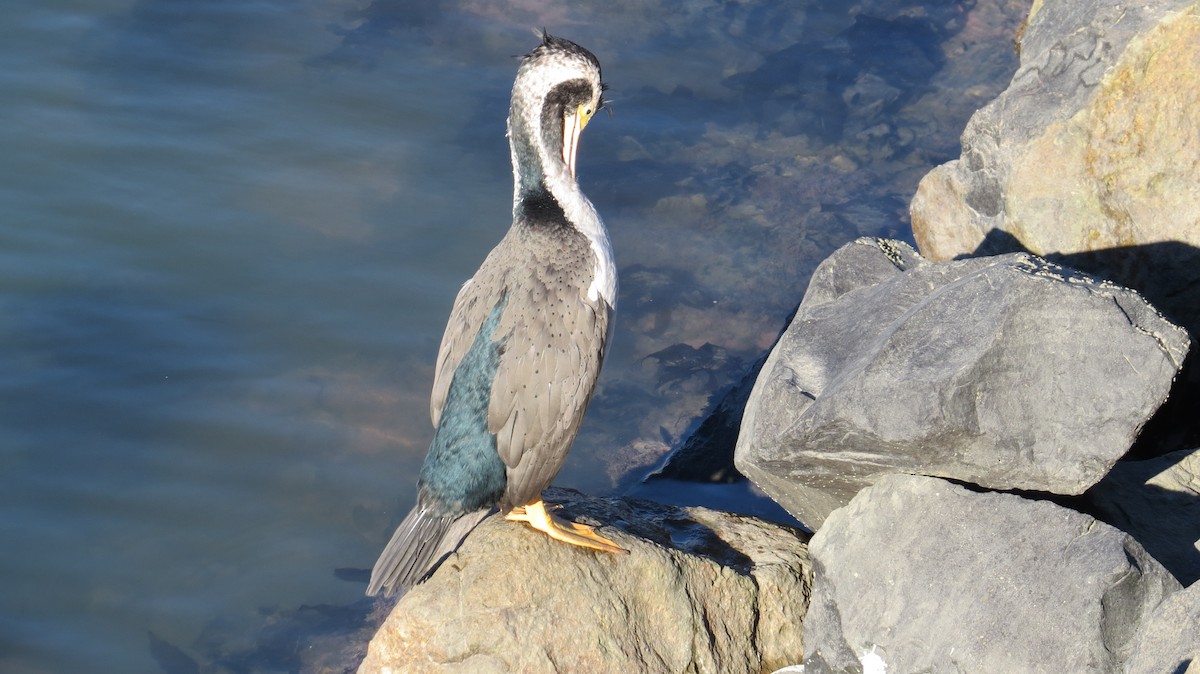 Spotted Shag - ML159253691