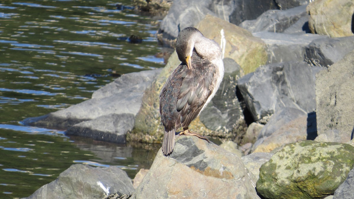 Spotted Shag - ML159253701