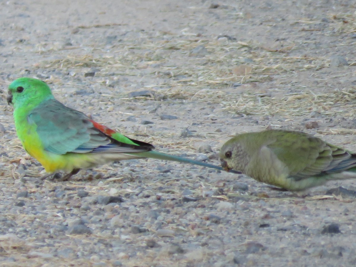 Red-rumped Parrot - ML159255241