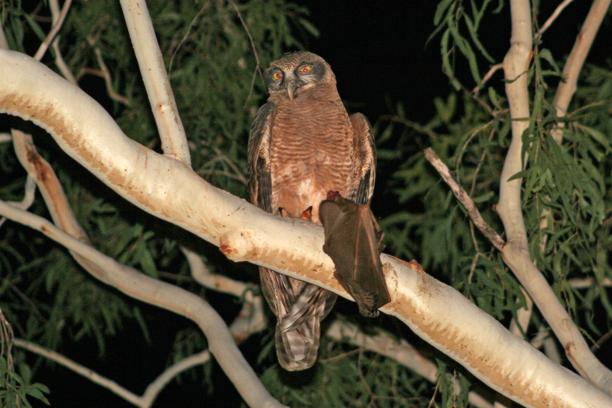 Rufous Owl - Ray Turnbull