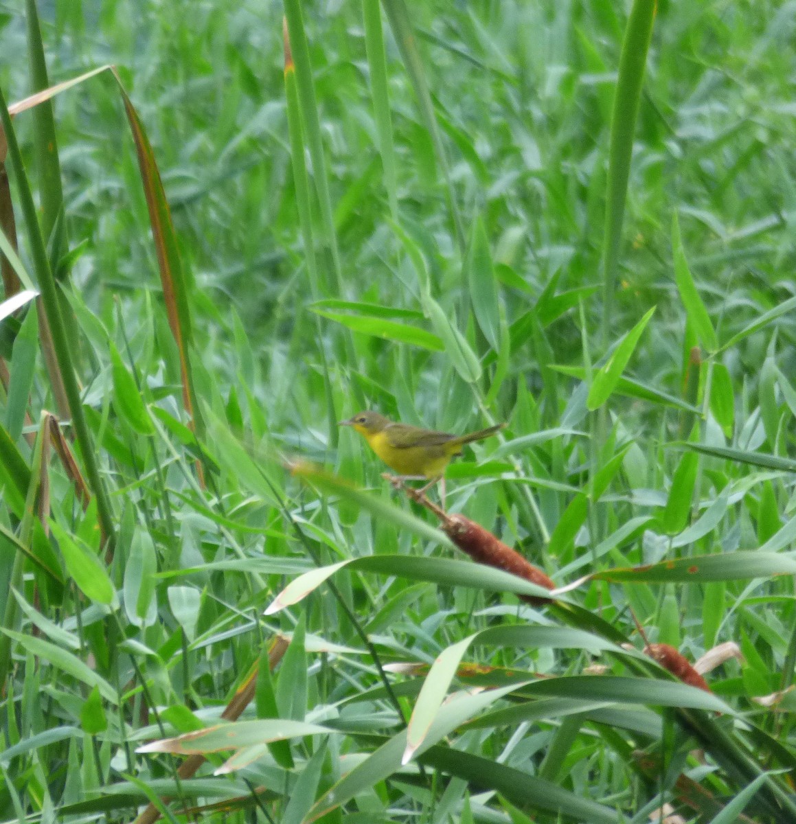 Golden-crowned Warbler - ML159258561