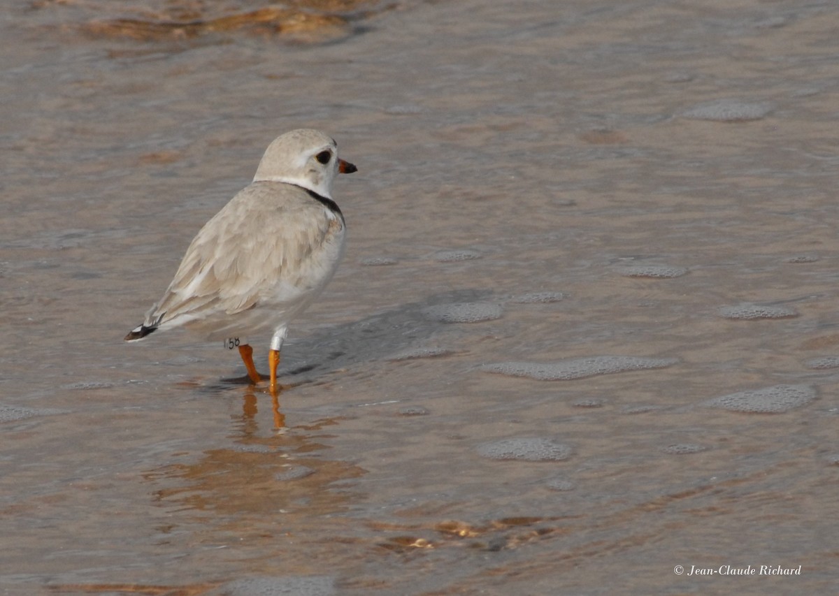 Piping Plover - Jean-Claude Richard