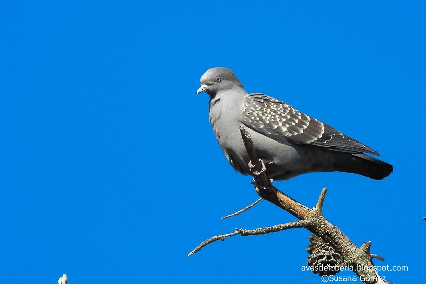 Spot-winged Pigeon - Susana Gómez