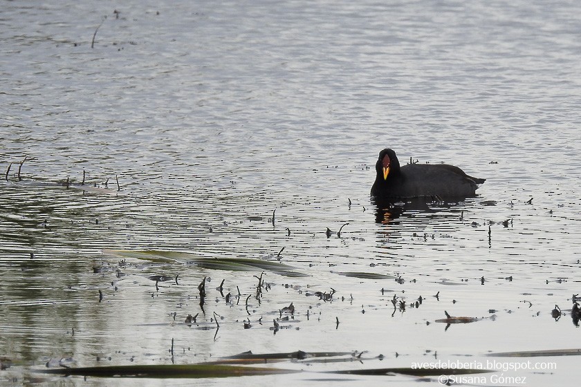 Red-fronted Coot - Susana Gómez