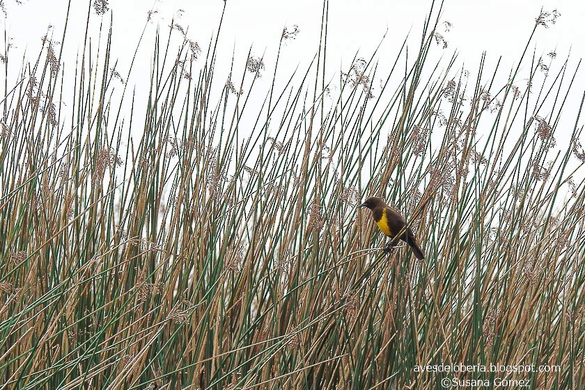 Brown-and-yellow Marshbird - Susana Gómez