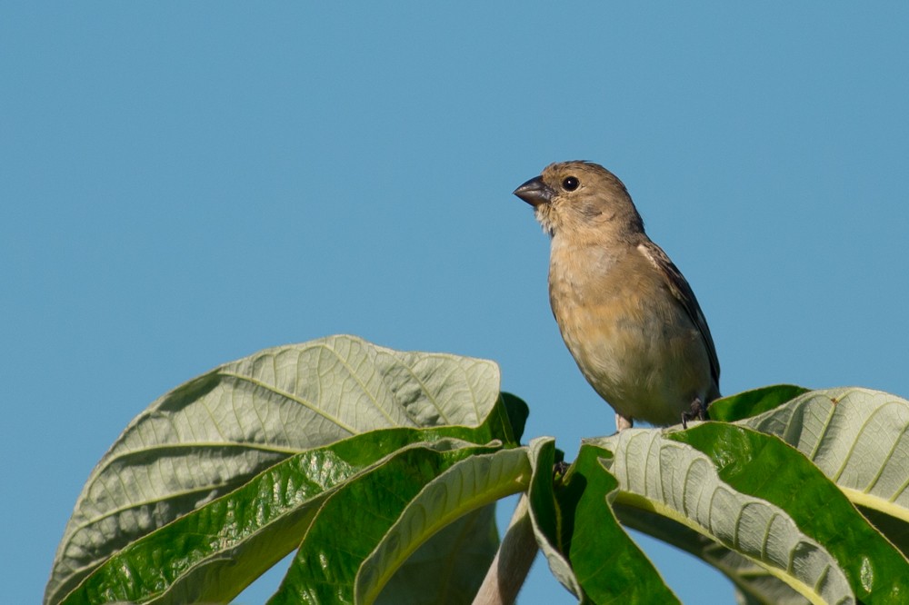 Pearly-bellied Seedeater - ML159267491