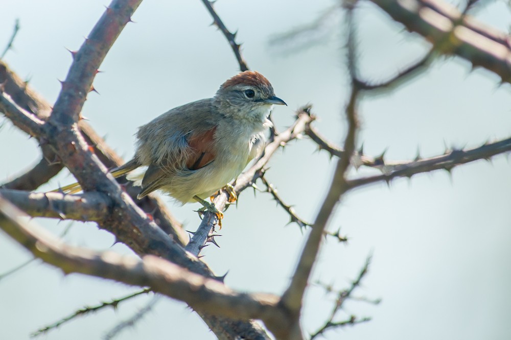 Pale-breasted Spinetail - ML159267501