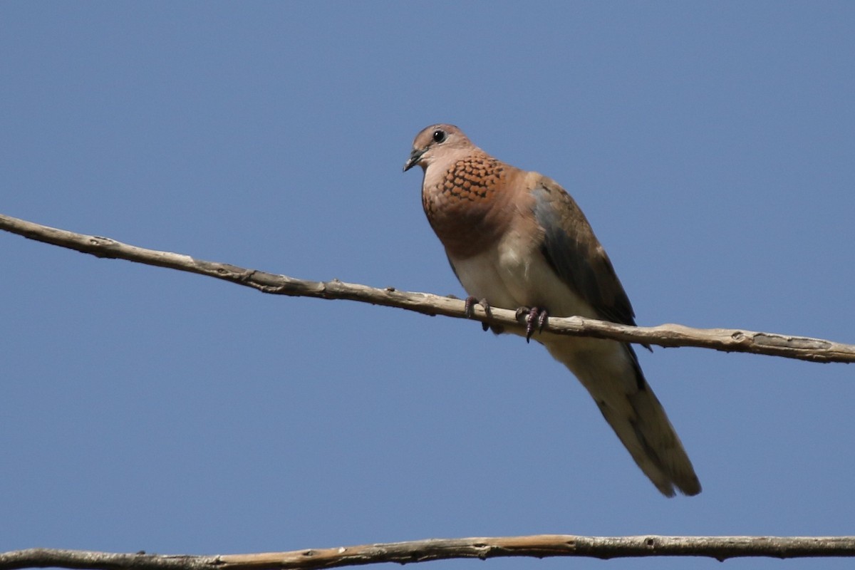 Laughing Dove - ML159267511