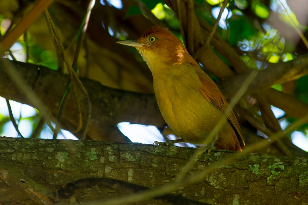 Chestnut-capped Foliage-gleaner - Joao Quental JQuental