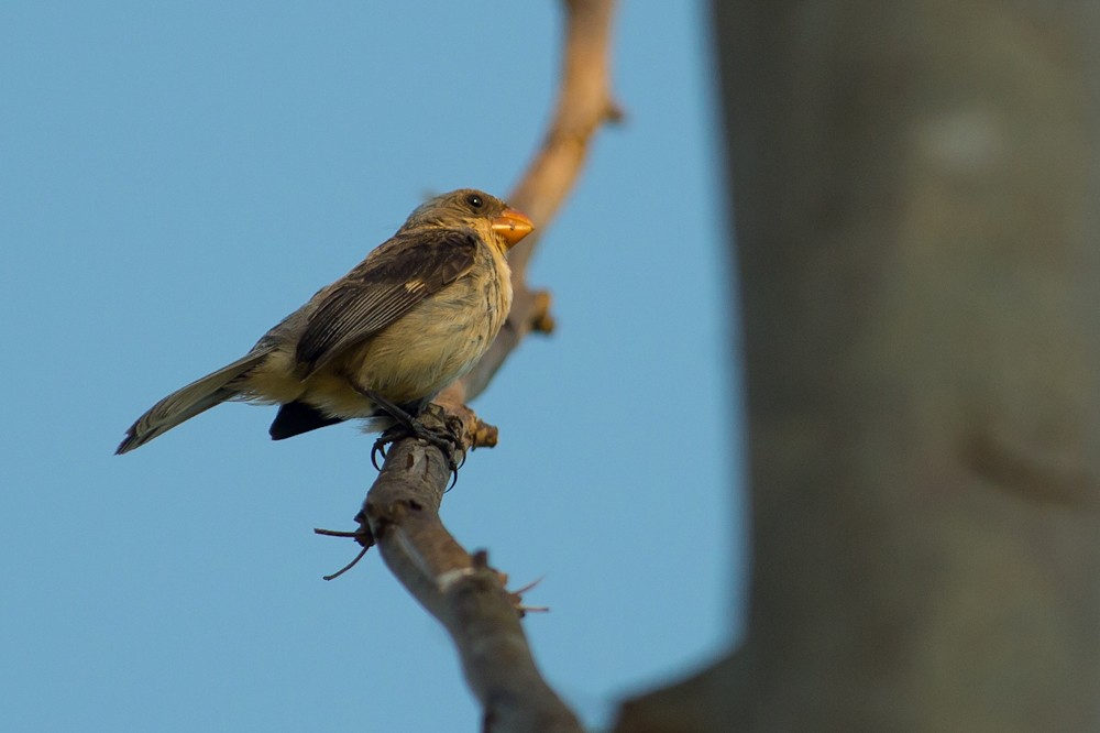White-bellied Seedeater - ML159267871