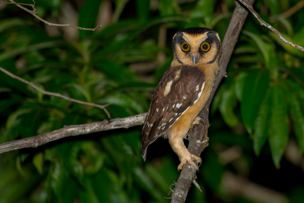 Buff-fronted Owl - ML159267881