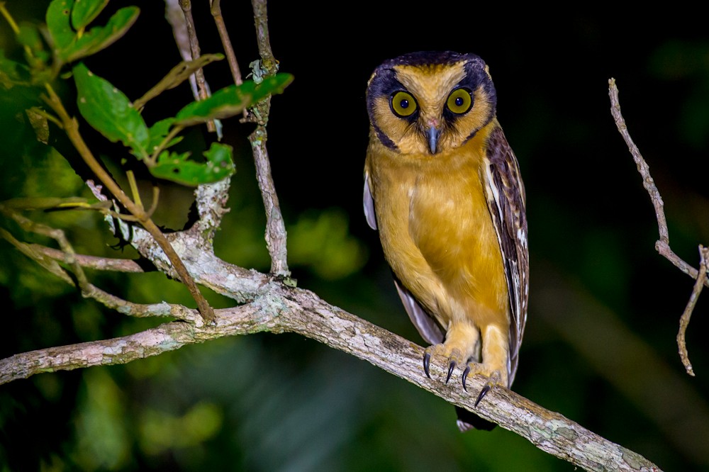 Buff-fronted Owl - ML159267891