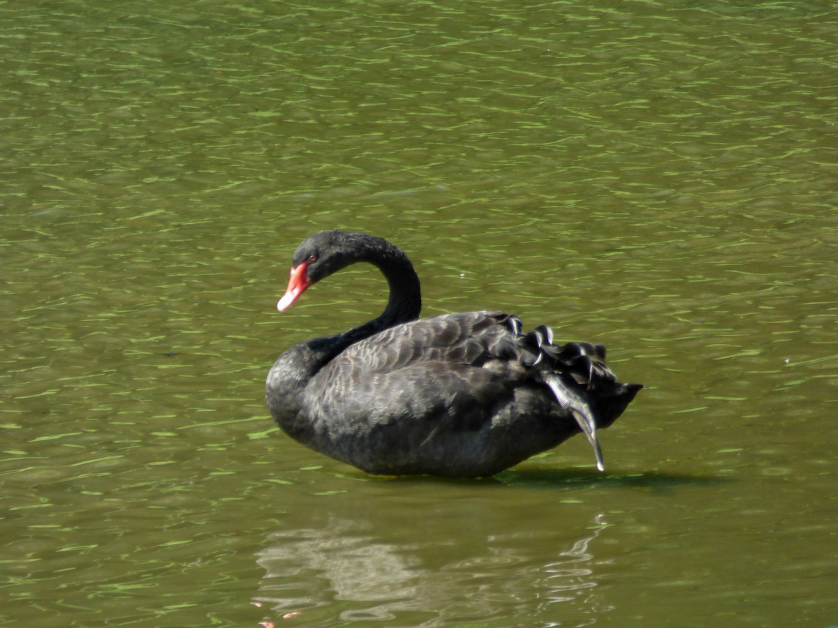 Black Swan - ML159268431