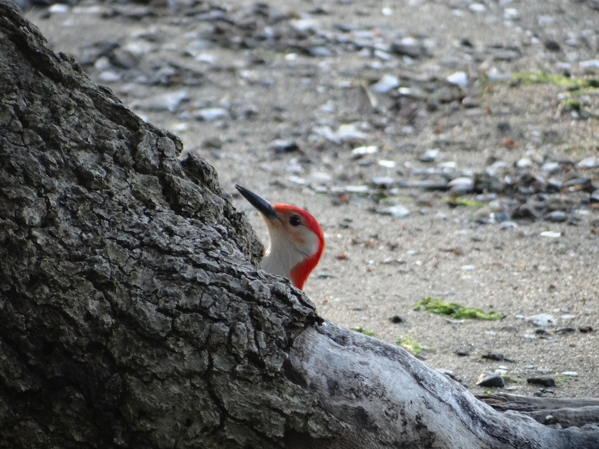 Red-bellied Woodpecker - ML159268471