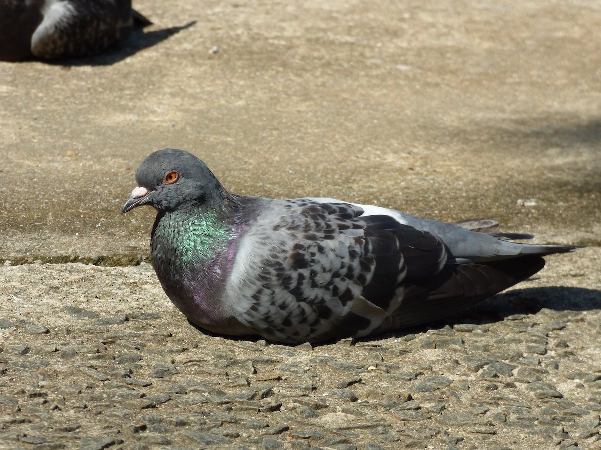 Rock Pigeon (Feral Pigeon) - ML159270211